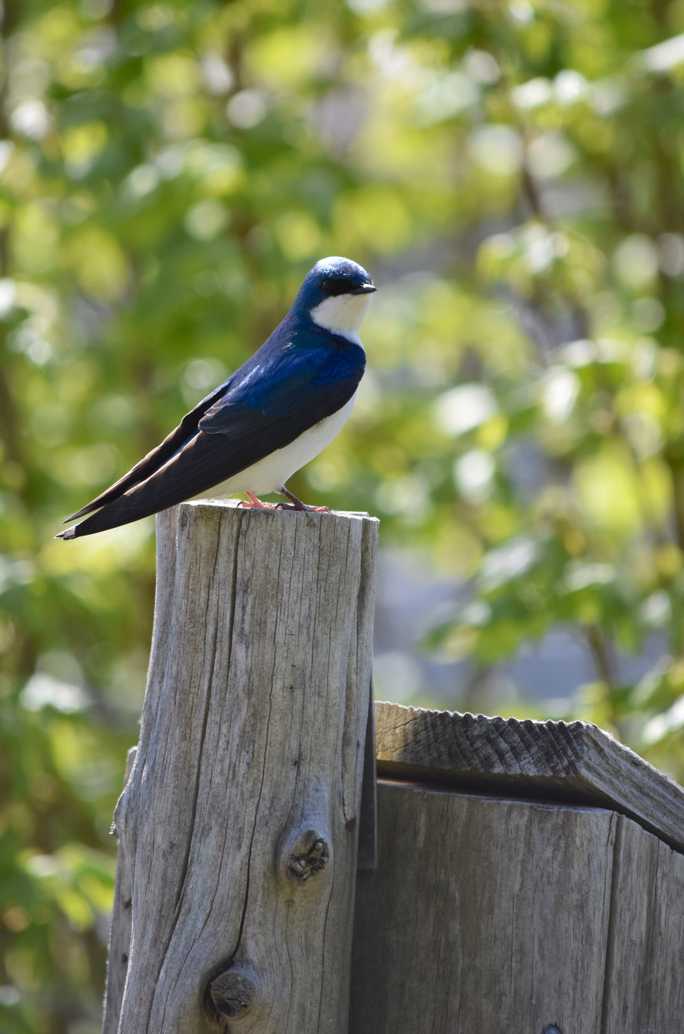 Adult male tree swallows are small songbirds with tiny black bills, deep charcoal flight feathers and black masks around the eyes. They are characterized by brilliant blue feathers above and white feathers below.